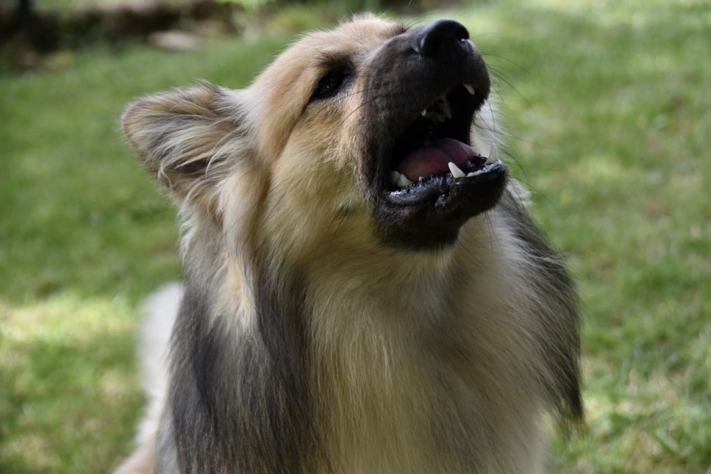 dog, pet, canine-6536415.jpg